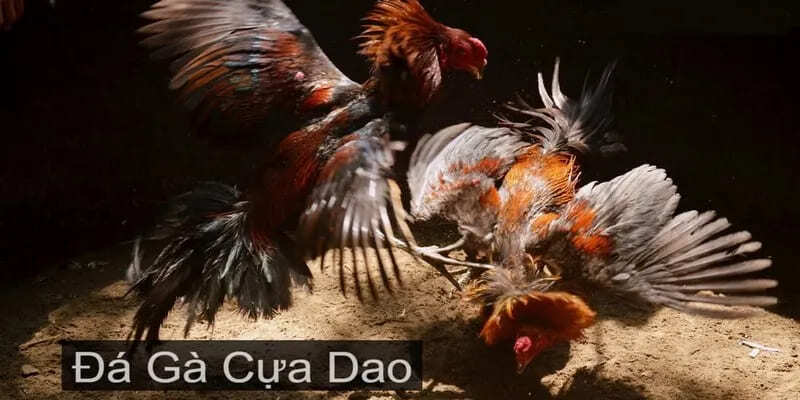 Đá gà cựa dao là gì?