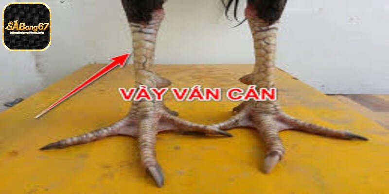 Vảy vấn cán hoành khai là gì?