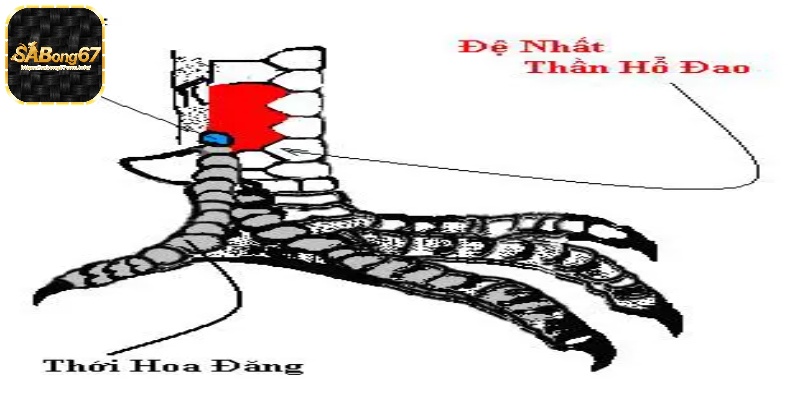 Vị trí của vảy gà ngũ quỷ